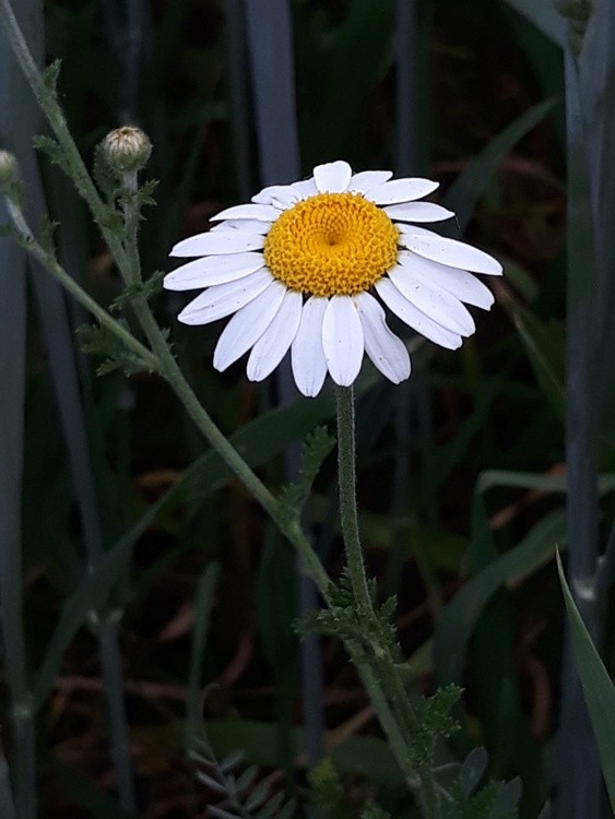 German chamomile