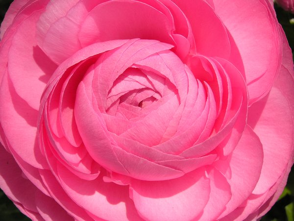 Pink Spiral