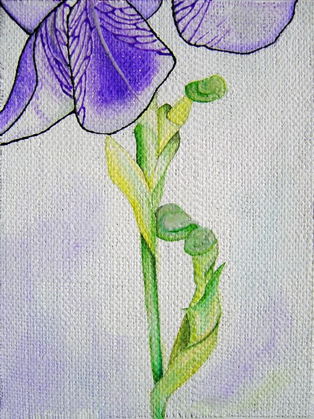 edge IRIS