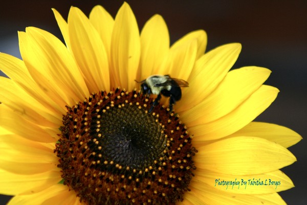 Nectar In The Sun