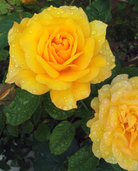 Yellow Rose