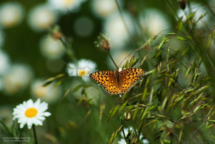 Pacific Fritillary Butterfly