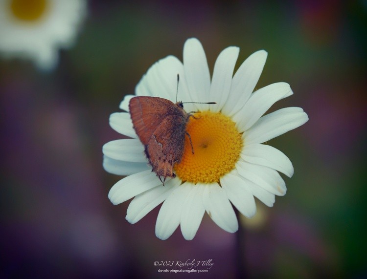 Hedgerow Hairstreak Butterfly