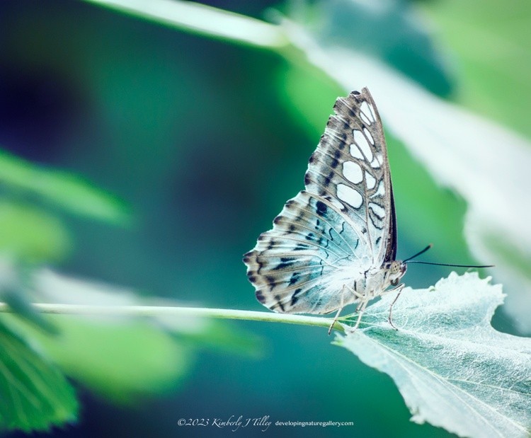 Clipper Butterfly P3091