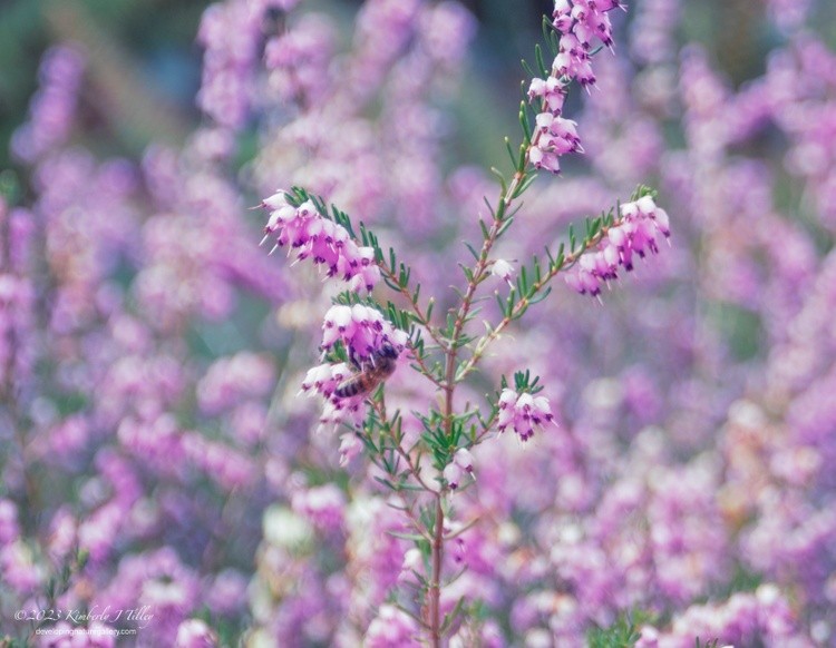 Honeybee in the Heather P5728