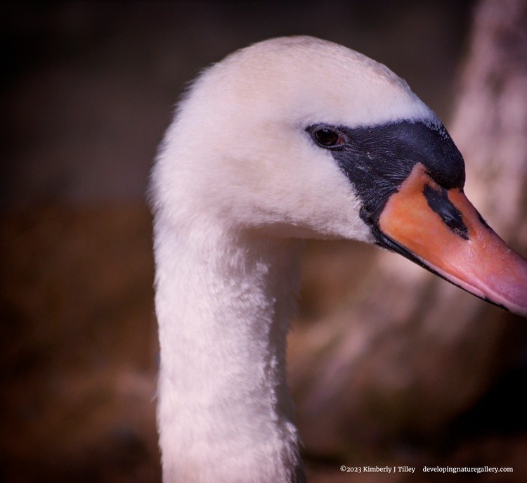 Young Mute Swan P1325