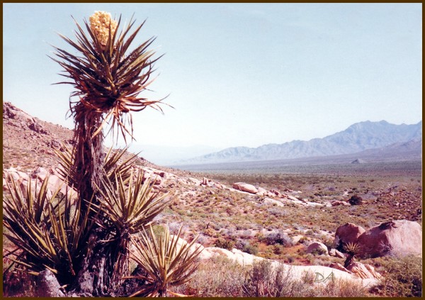 Yucca in the Desert