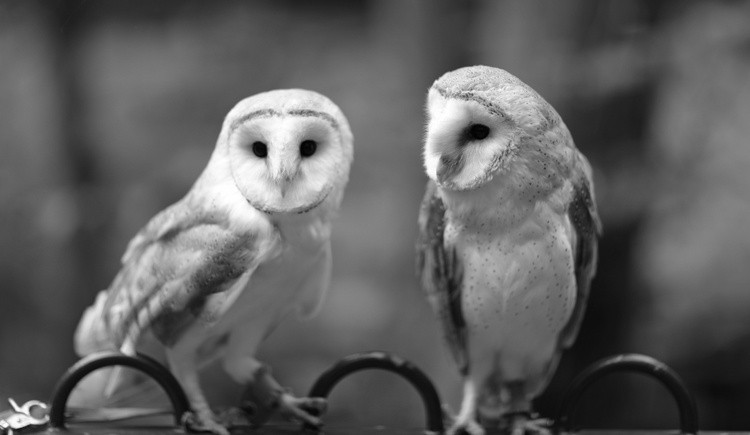 Two Hoots