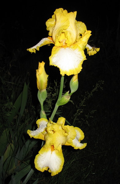 Iris After Rain