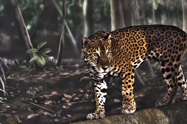 Jaguar Milwaukee County zoo