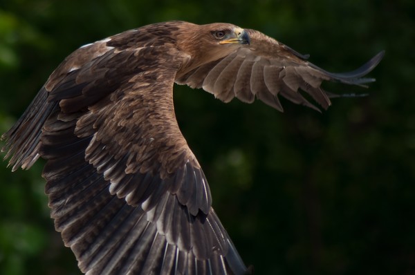 Tawny Eagle
