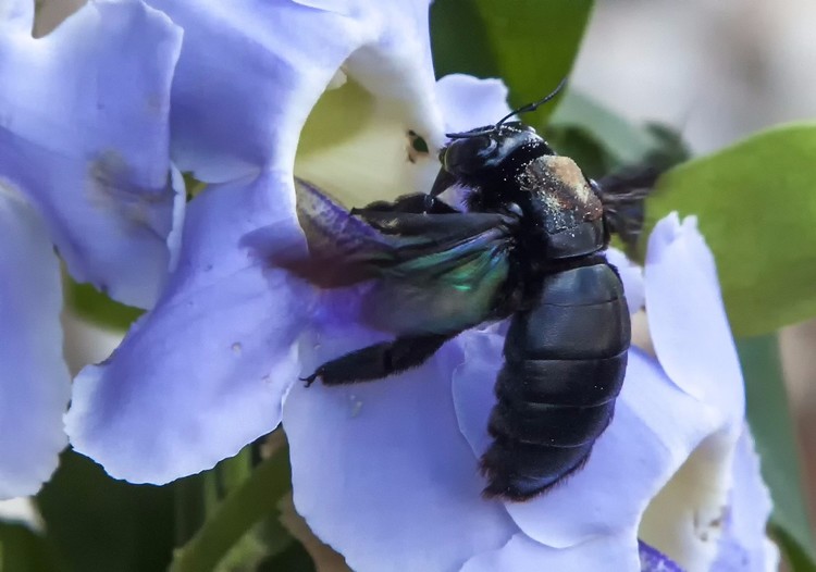 Giant carpenter bee on orchid