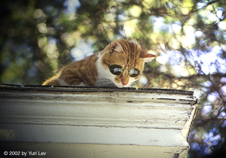 Rusty and the Mouse