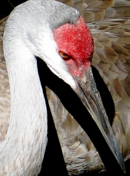 Sandhill Crane
