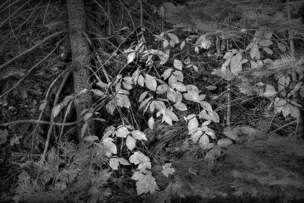 wagner fallleaves 6680