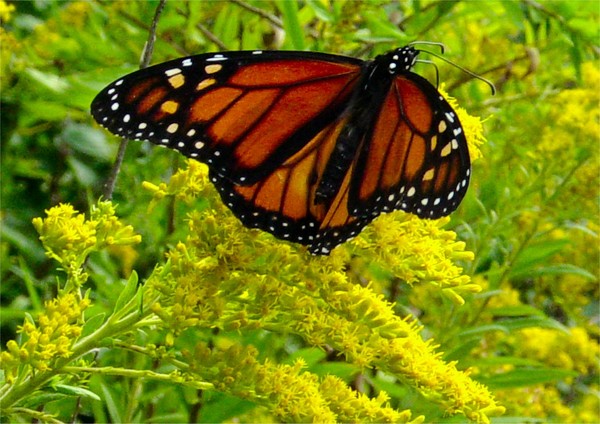 Monarch