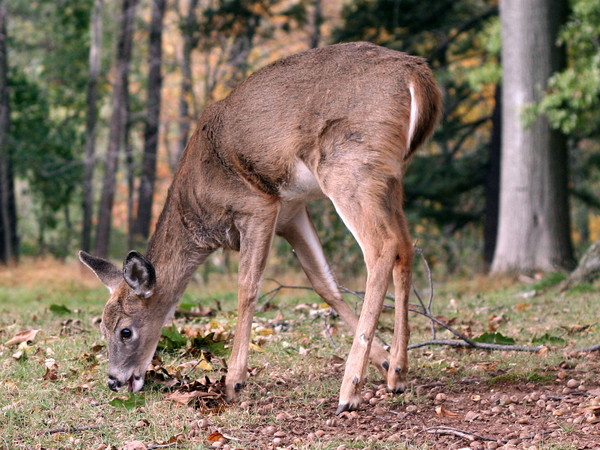 Deer 1