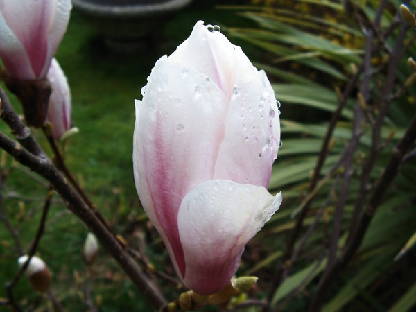 April rain drops