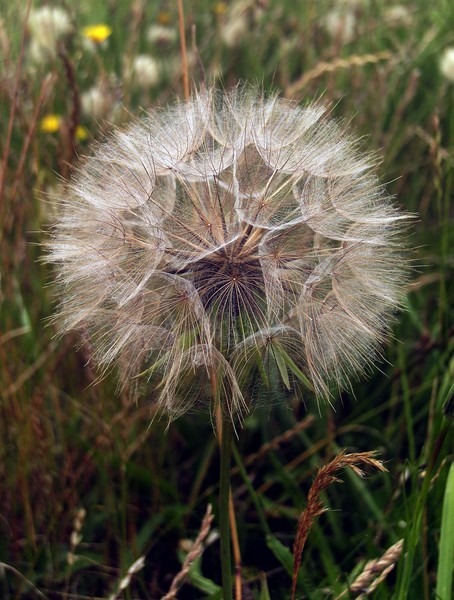 Nature's Clock