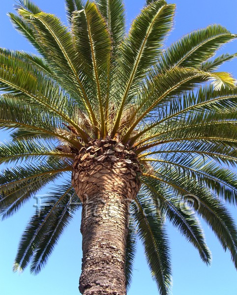 Palm Perfection