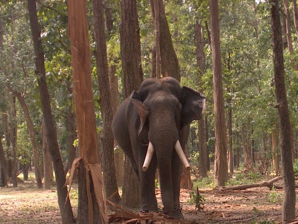 Asian Elephant