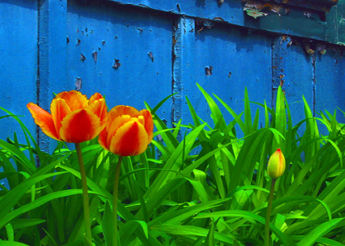 Tulips in Blue