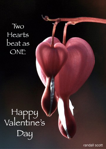Happy Valentine's Day