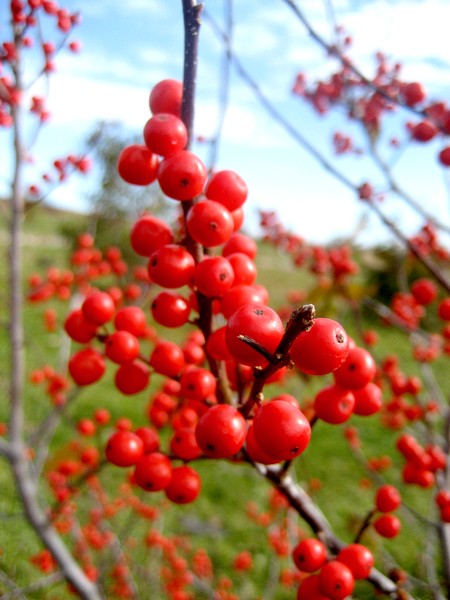 HollyBerry