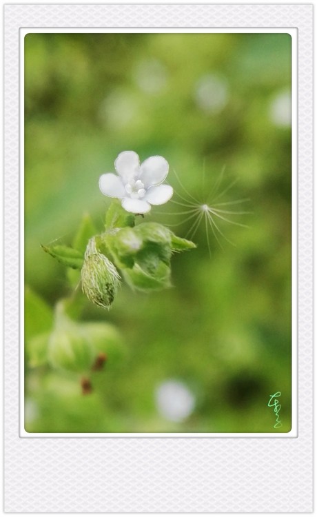 White Flower