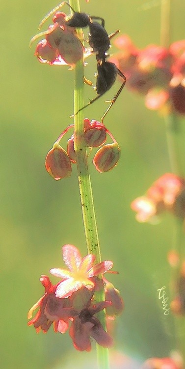 spring blossoms in dream