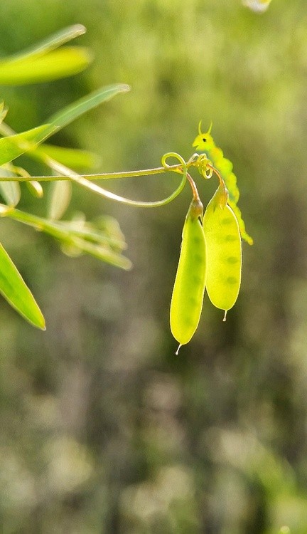 smartphone-painted insect