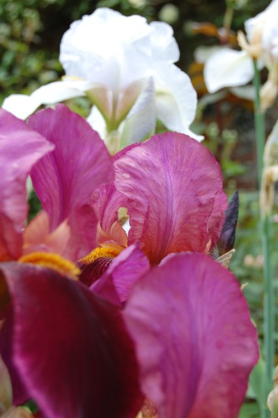 for the love of lily