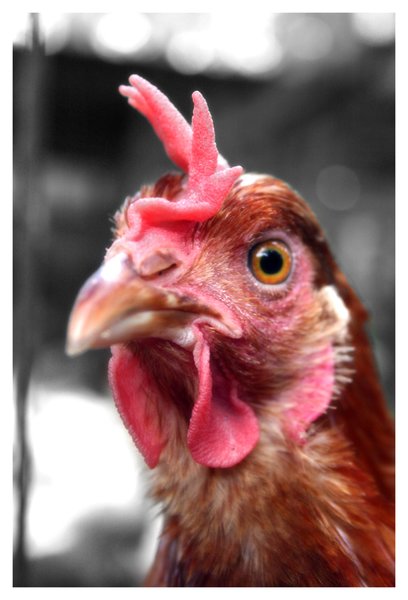 Who You Callin Chicken