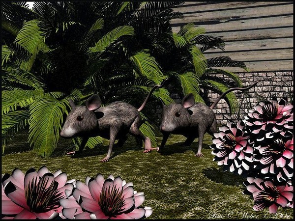 Little Mice