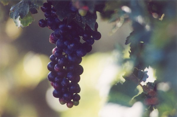 Grapes