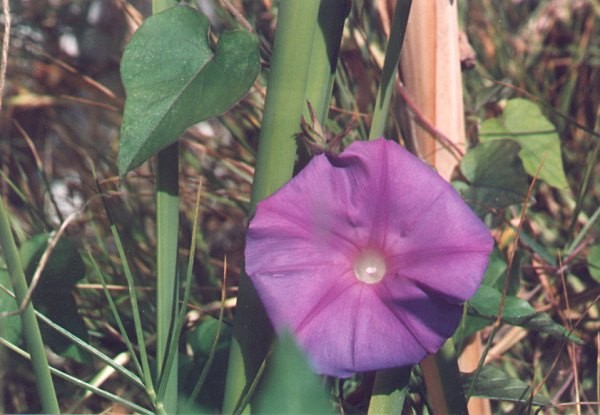 Morning Glory