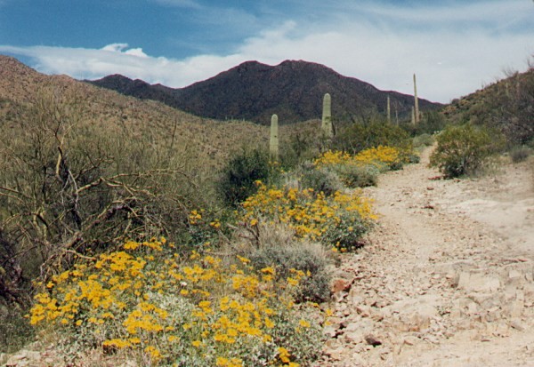 Wasson Peak from King Canyon Trail