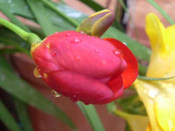 Dew drops on flower