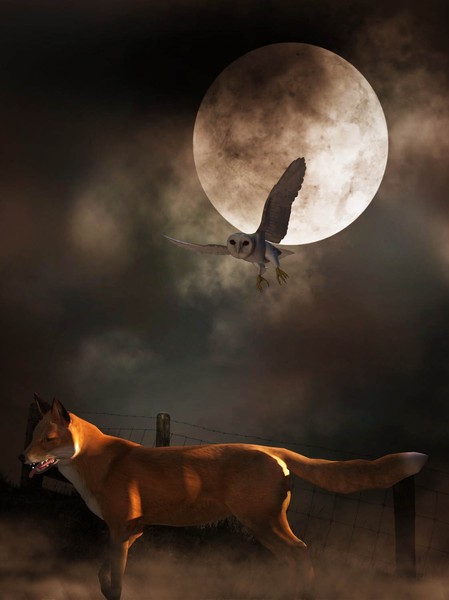Fox On The Run