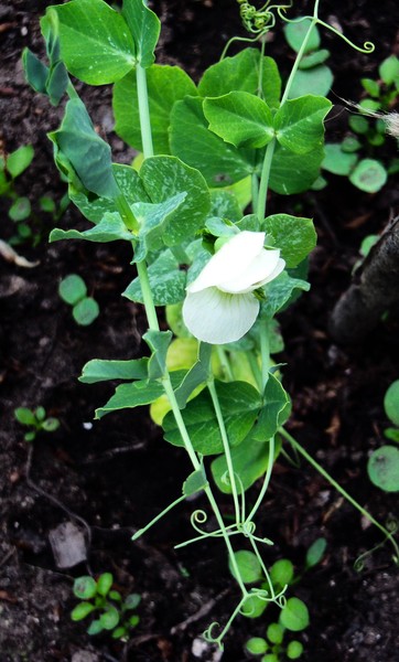 Pea Plant Blossom