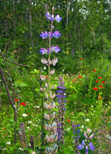 Wild Pea Plant 