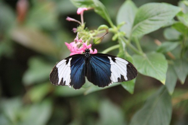 Cyndo Butterfly at Magic Wings