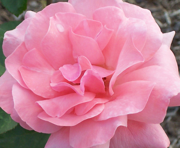 Rose Ruffles