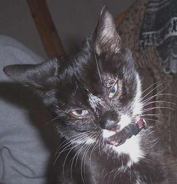 Gracie's Jack Nicholson Impression