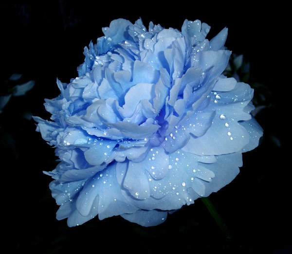 Blue Peony after Rainshower