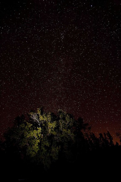 The Milky Way and Oak Trees