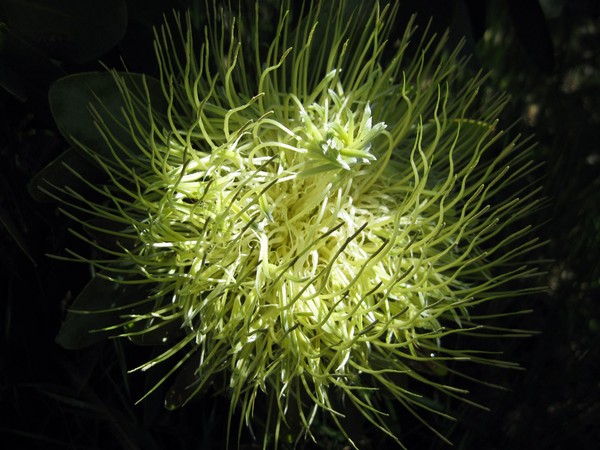 White Protea in Sunlight