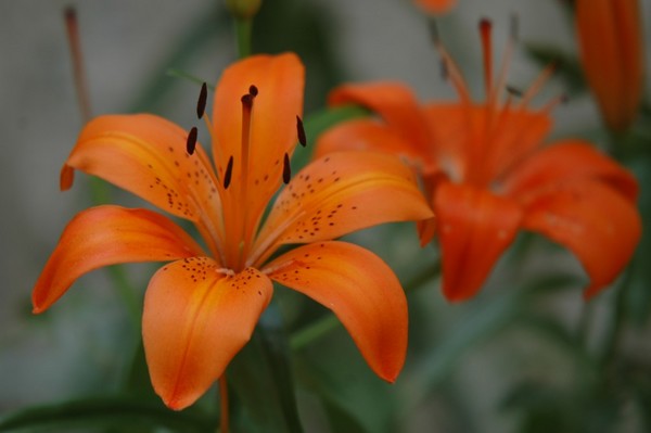 Tiger Lily