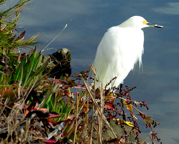 A Snowy Egret in Autumn