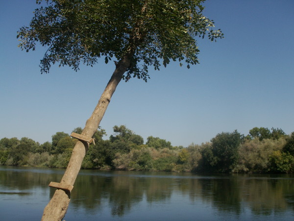 Ladder Tree